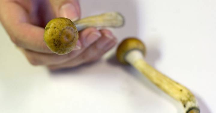 Denver despenaliza el uso de hongos alucinógenos 1 1557393535 Denver despenaliza el uso de hongos alucinógenos