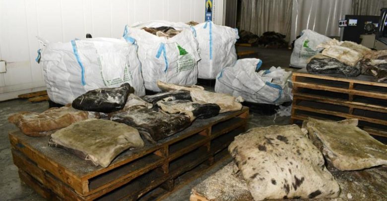 De México a Australia: cuero de vaca ocultaba millonario alijo 1 De México a Australia cuero de vaca ocultaba millonario alijo