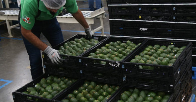 Amenaza EU con suspender importación de aguacate 1 Amenaza EU con suspender importación de aguacate
