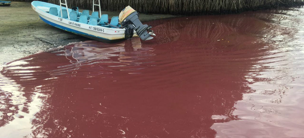 Se vuelve ‘rosa’ Laguna Manialtepec en la costa oaxaqueña 2 Se vuelve ‘rosa’ Laguna Manialtepec en la costa
