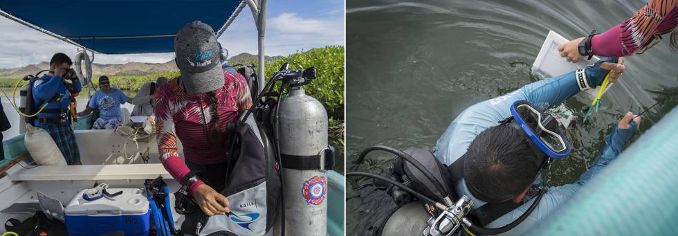 De pescadores a guardianes del mar: la historia del primer refugio pesquero de México 5 Pescadores capacitados como buzos durante los monitoreos submarinos.