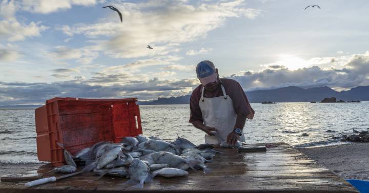 De pescadores a guardianes del mar: la historia del primer refugio pesquero de México 1 1575088980 De pescadores a guardianes del mar la historia del primer
