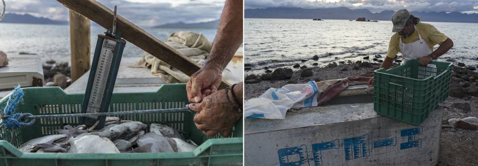 De pescadores a guardianes del mar: la historia del primer refugio pesquero de México 2 Clemente Cota, pesando y guardando la captura del día.