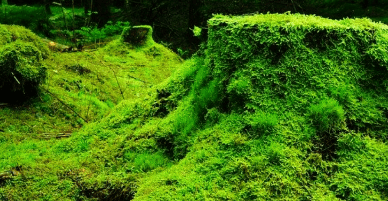 Evita comprar heno y musgo, su extracción genera alto impacto ecológico: Semarnat 1 Evita comprar heno y musgo su extracción genera alto impacto