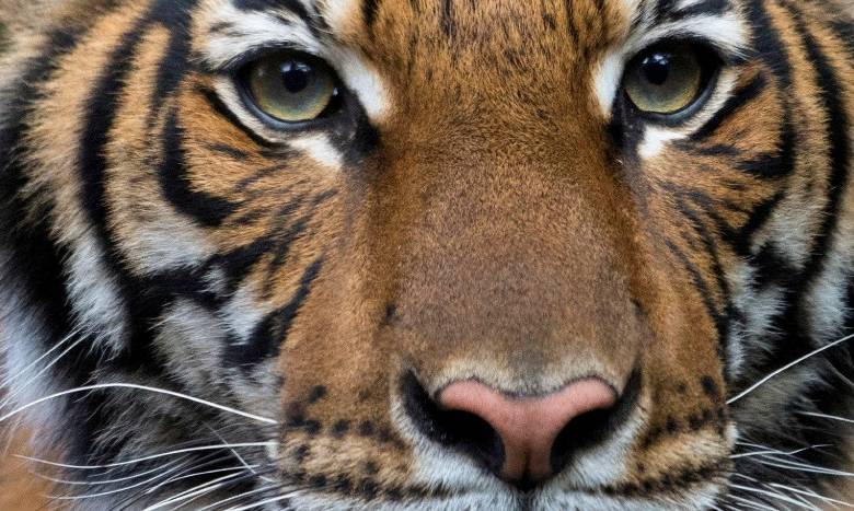 Nadia, la tigresa en el zoológico del Bronx que dio positivo a Covid-19 1 Nadia, la tigresa en el zoológico del Bronx que dio positivo a Covid-19