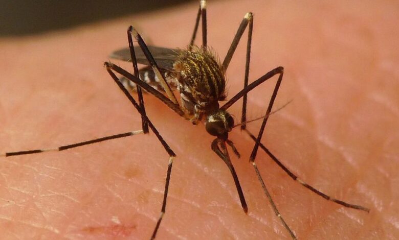 La imparable expansión de un nuevo mosquito invasor 1 1592359389 La imparable expansion de un nuevo mosquito invasor