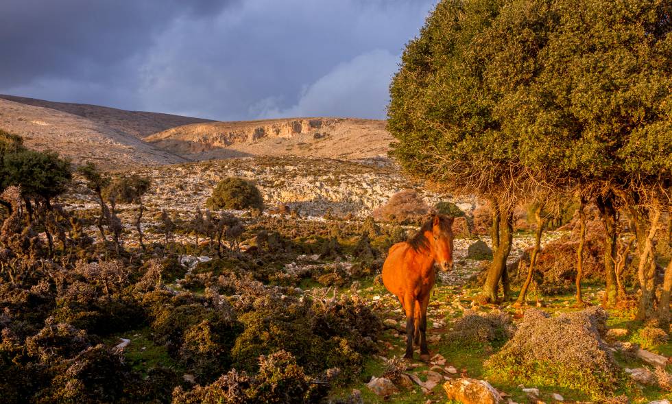 Corfú desde el sofá 10 Un caballo de Esciro en la isla griega del mismo nombre.