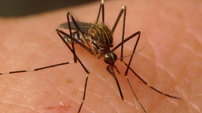 La imparable expansión de un nuevo mosquito invasor 2 Ejemplar de mosquito aedes japonicus.