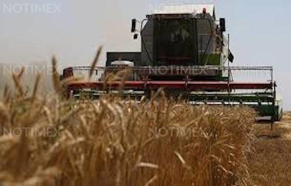 Celebra Agricultura el Día Mundial de la Inocuidad de los Alimentos 1 celebra agricultura el dia mundial de la inocuidad de los alimentos 5f22253215af1