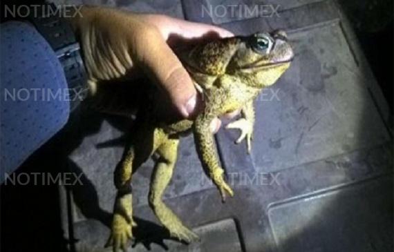 Sapos gigantes y tóxicos invaden el sur de Florida 1 sapos gigantes y toxicos invaden el sur de florida 5f25b3fd6ba0c