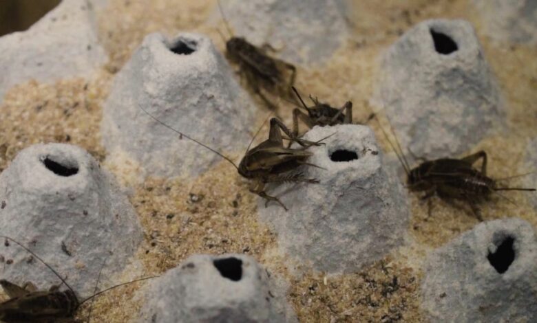 Granjas de insectos: las aliadas de la FAO en la búsqueda de proteínas 1 Granjas de insectos las aliadas de la FAO en la