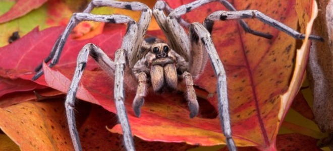 ¿Es una araña peligrosa? 1 1603430365 ¿Es una arana peligrosa