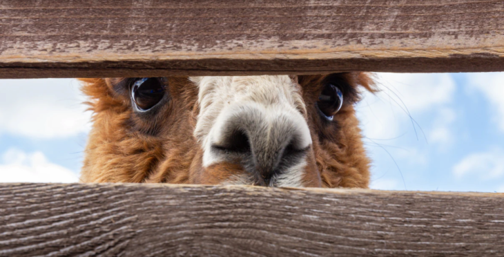 Alpaca recauda $ 10 millones Serie A para su servicio de negociación de acciones impulsado por API 2 Alpaca recauda 10 millones Serie A para su servicio