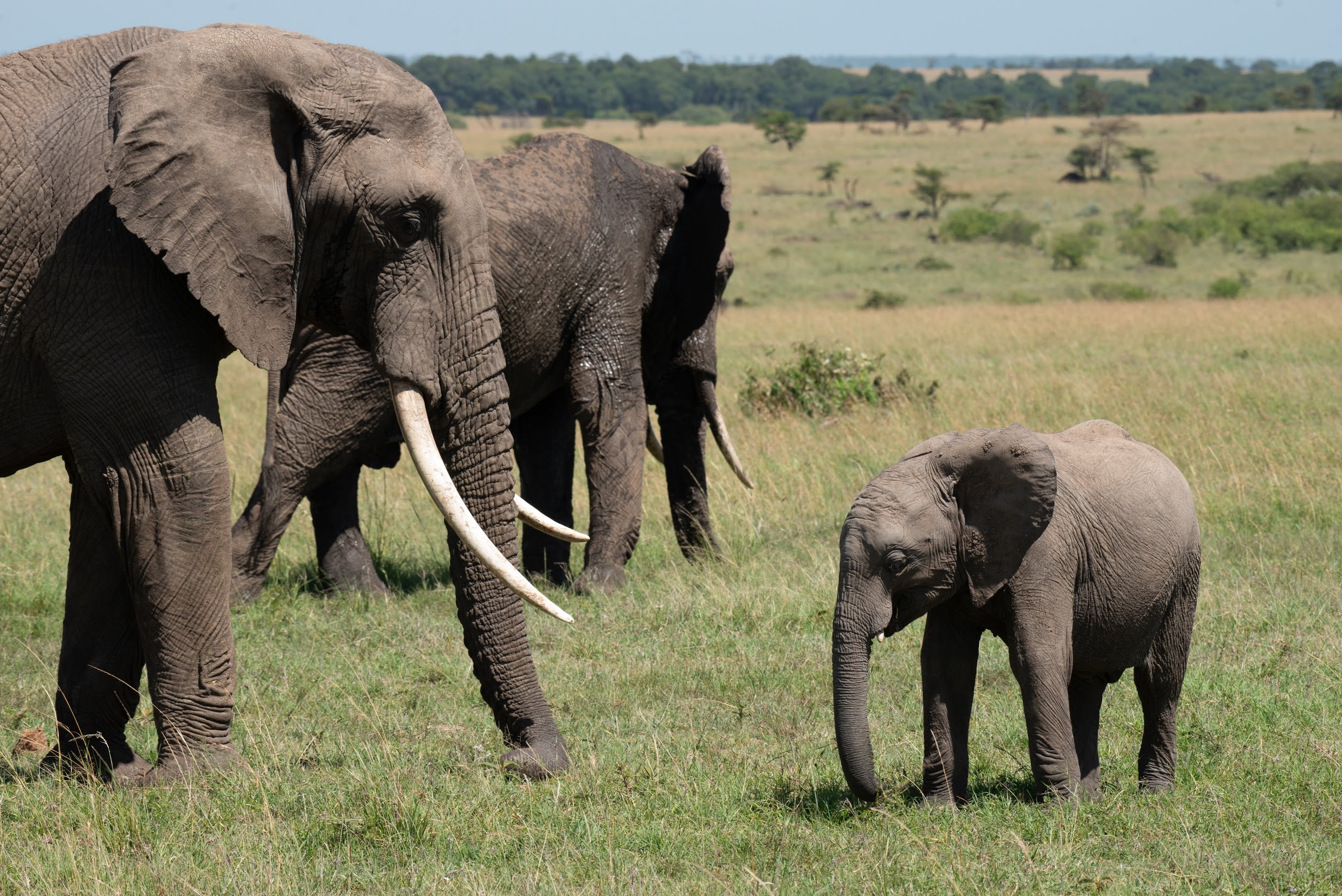 ¿Puede la inteligencia artificial darles a los elefantes una ventaja ganadora? 3 Un bebé elefante y dos adultos en las llanuras.