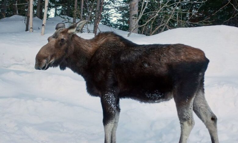 Señal canadiense viral advierte a los viajeros contra dejar que los alces lamen sus autos 1 Senal canadiense viral advierte a los viajeros contra dejar que