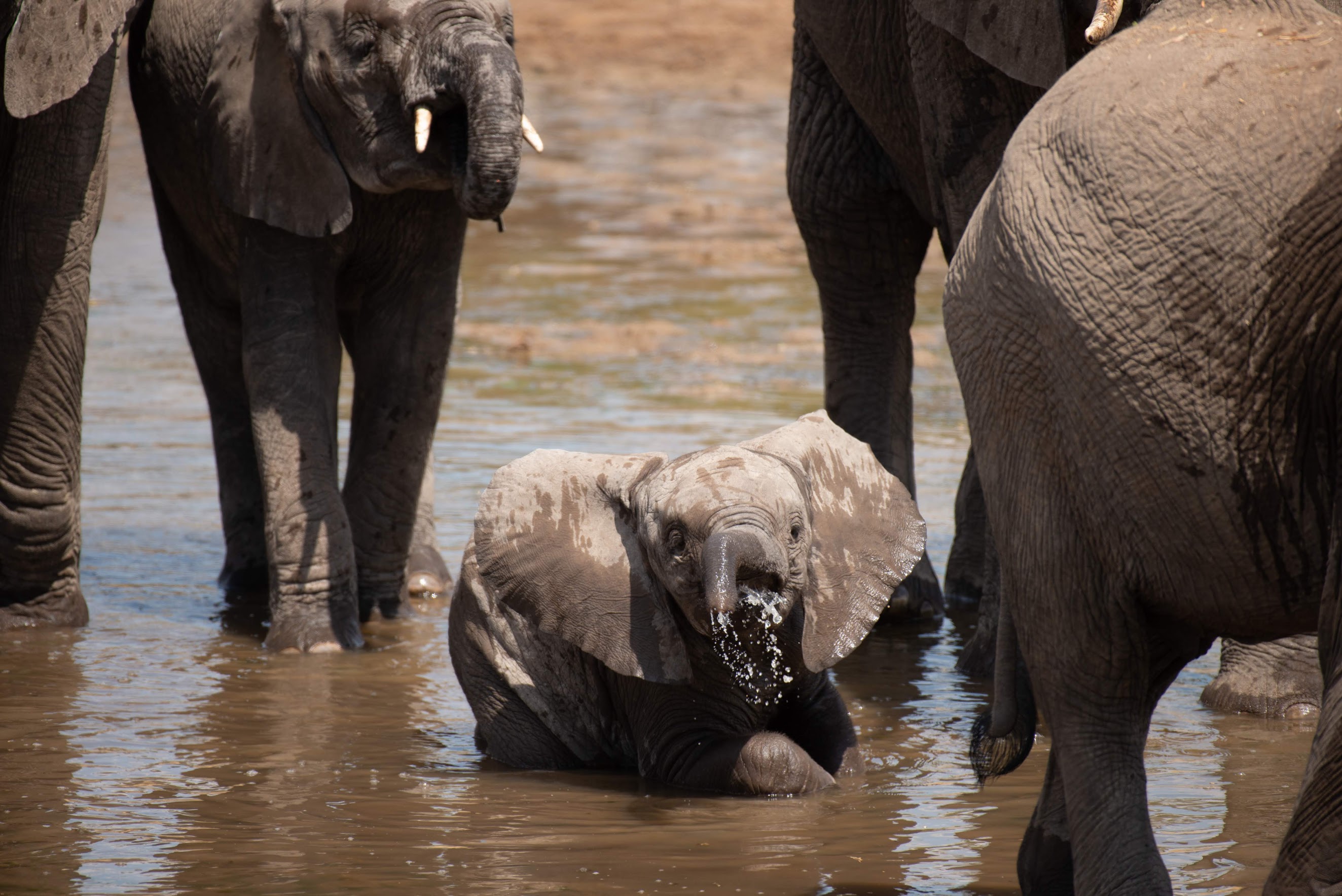 ¿Puede la inteligencia artificial darles a los elefantes una ventaja ganadora? 2 Un elefante bebé se baña en un abrevadero entre adultos