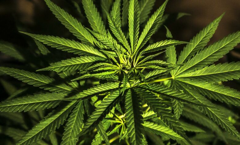 Crean en México el Consejo Cannábico Nacional 1 1608610684 Crean en Mexico el Consejo Cannabico Nacional