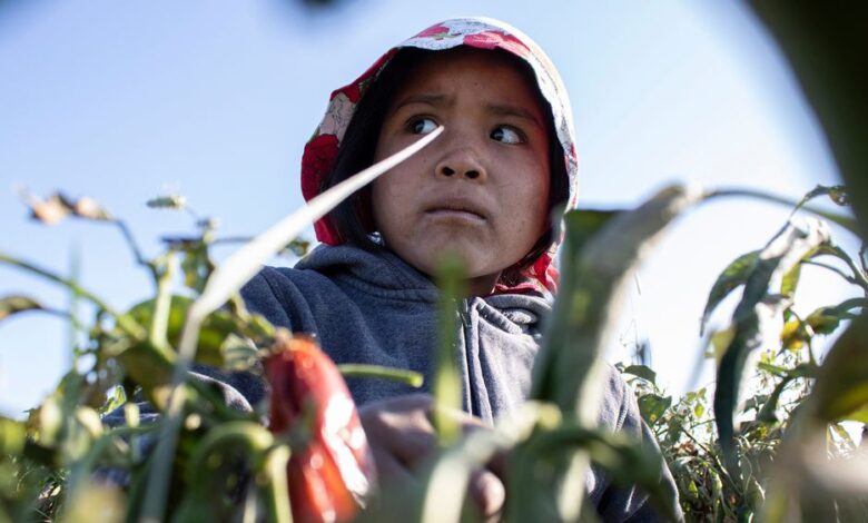 Explotación infantil: la niña rarámuri que perdió su edad recolectando chiles 1 1611410029 Explotacion infantil la nina raramuri que perdio su edad recolectando