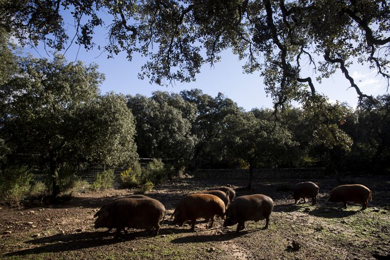 El cerdo pelirrojo que triunfa en Asia 2 Ejemplares ibéricos de dorado gaditano, especie recuperada por La Dehesa de los Monteros en Ronda.