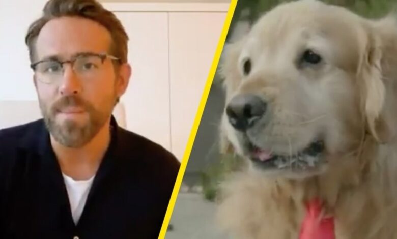 Ryan Reynolds, sorprendido por la cantidad de servicios inalámbricos que se gastan en cabildeo político, contribuye de inmediato al alcalde de perros 1 Ryan Reynolds sorprendido por la cantidad de servicios inalambricos que