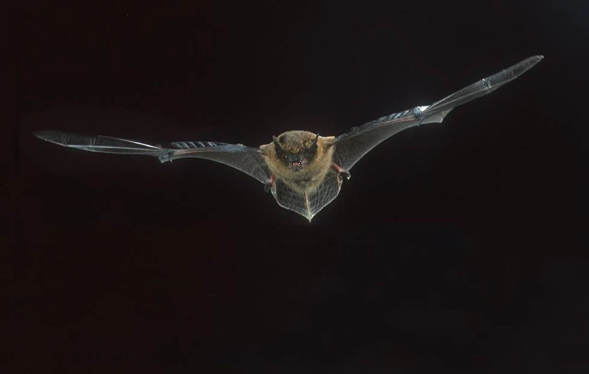 Puestos a matar, la naturaleza es el líder 1 1622197228 Puestos a matar la naturaleza es el lider