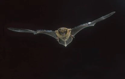 Puestos a matar, la naturaleza es el líder 2 Un murciélago.