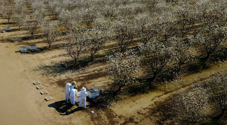 Beeflow recauda $ 8,3 millones para salvar a las abejas y ponerlas a trabajar 1 Beeflow recauda $ 8,3 millones para salvar a las abejas y ponerlas a trabajar