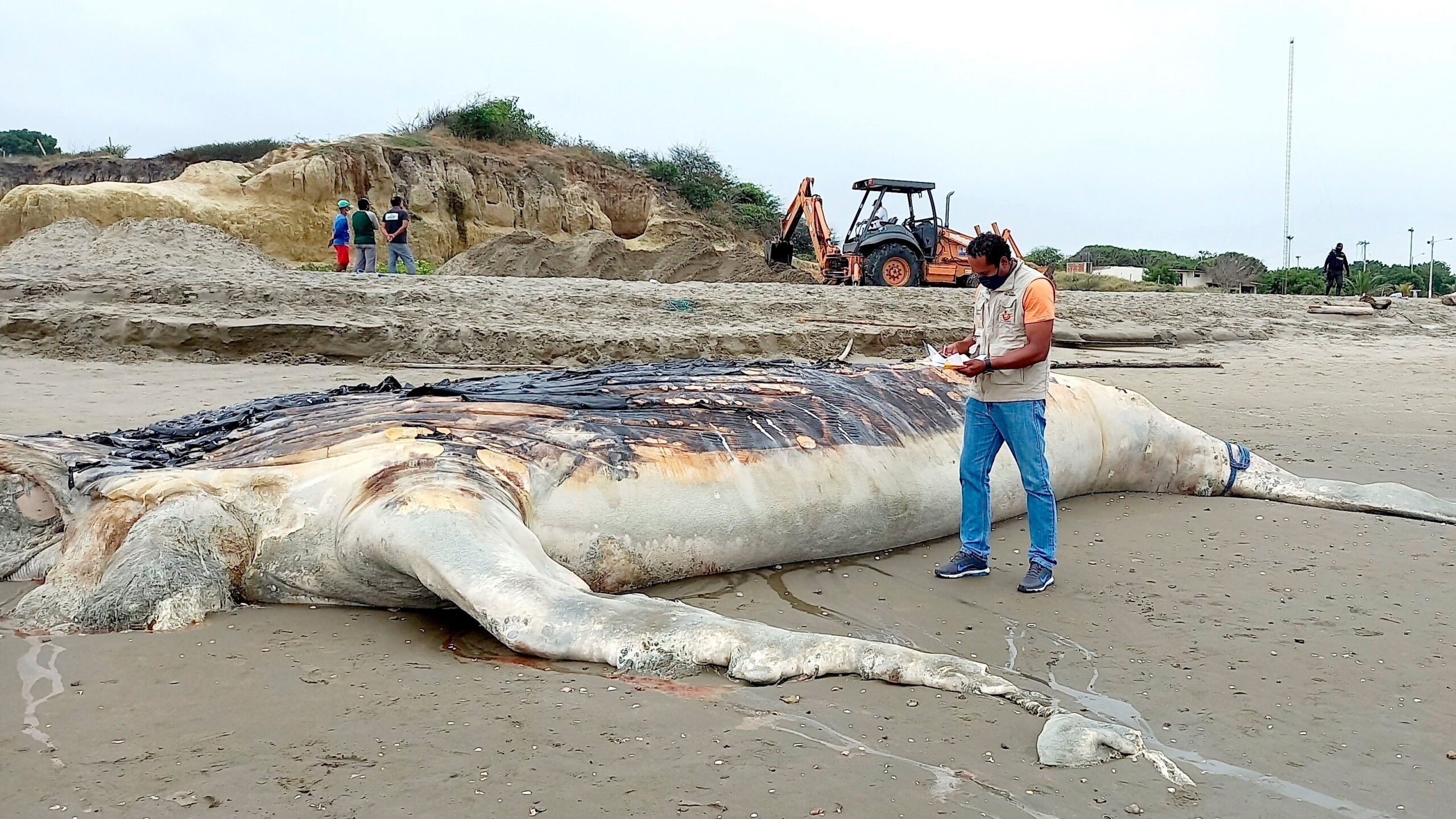 Entierran A Ballena Jorobada En Estado De Descomposici N Varada En