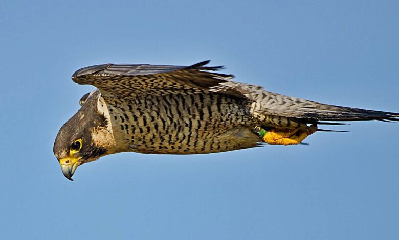 Las 5 aves más rápidas del mundo 1 Las 5 aves mas rapidas del mundo