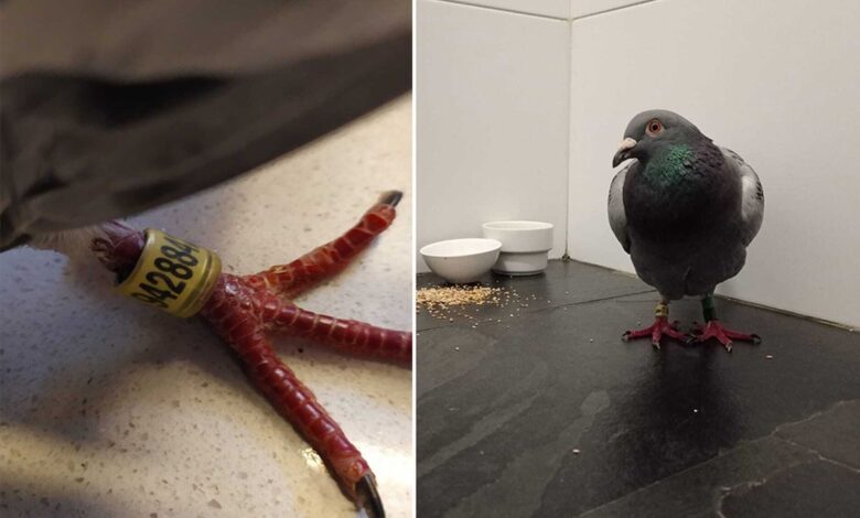 Se buscan palomas mensajeras extraviadas en una carrera por culpa de las tormentas 1 Se buscan palomas mensajeras extraviadas en una carrera por culpa
