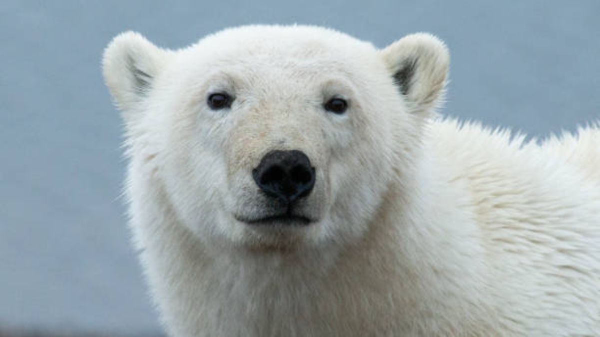 De Qu Color Es El Pelaje De Los Osos Polares La Neta Neta