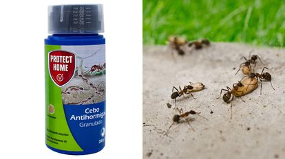 12 insecticidas y repelentes baratos para acabar con las hormigas en casa durante el verano 12 1625840613 2 12 insecticidas y repelentes baratos para acabar con las hormigas