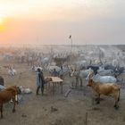 El permafrost: el “suelo congelado eterno” de Siberia se derrite 17 TEREKEKA, SOUTH SUDAN - FEBRUARY 13: Aerial view of long horns cows in a Mundari tribe cattle camp, Central Equatoria, Terekeka, South Sudan on February 13, 2020 in Terekeka, South Sudan. (Photo by Eric Lafforgue/Art in All of Us/Corbis via Getty Images)