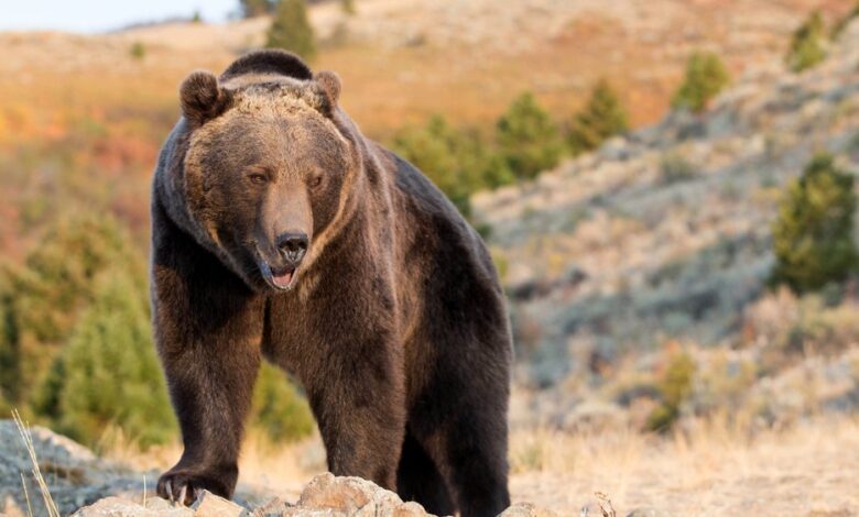 Oso pardo ataca y mata a mujer en campamento; lo buscan para sacrificarlo 1 Oso pardo ataca y mata a mujer en campamento lo