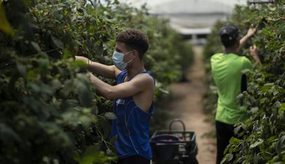 Gesto necesario 2 Dos de jóvenes migrantes que se incorporaron durante el estado de alarma a la campaña de la recogida de frutos rojos en Huelva, en una imagen de mayo de 2020.