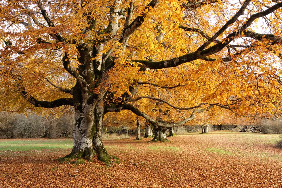 Los mejores senderos para descubrir a pie las cimas, bosques y rincones naturales de Navarra 7 Otoño en el parque natural de Urbasa y Andía.