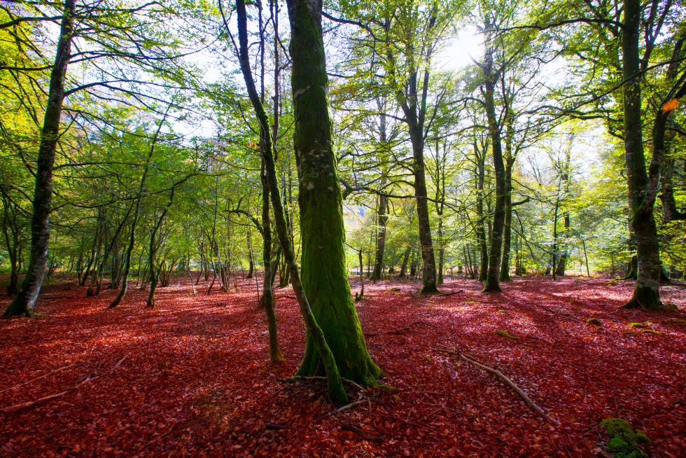 Los mejores senderos para descubrir a pie las cimas, bosques y rincones naturales de Navarra 8 Paisaje otoñal en la Selva de Irati, en el Pirineo navarro.