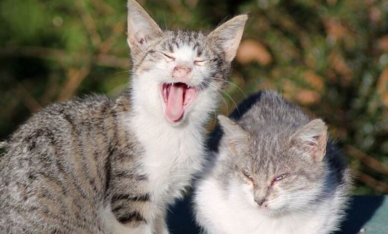 Las 15 mejores frases sobre animales y mascotas 1 Las 15 mejores frases sobre animales y mascotas