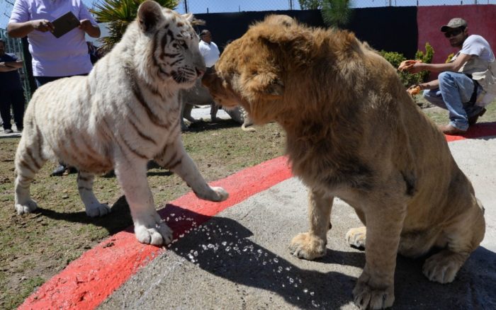Semarnat debe informar destino de animales que fueron retirados de circos, ordena INAI 1 1634300977 Semarnat debe informar destino de animales que fueron retirados de