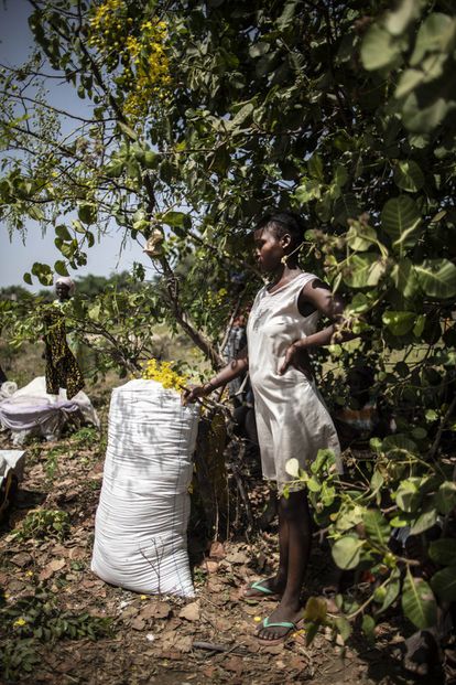 Convertir el barro en sal para engañar a la pobreza 3 Las mujeres tampoco cuentan con vehículos o carretillas para transportar el producto. Salomé Dos Santos busca apoyos para construir un almacén en el mercado de Quinhamel o incluso Bissau, donde las mujeres puedan almacenar el producto. Pulsa aquí para ir a la fotogalería completa.