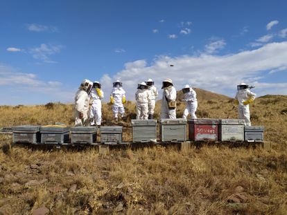 El poder del insecto más fascinante del mundo 5 El resto de departamentos del instituto también se sumó al proyecto. En Lengua y Literatura, explica Provincial, describían el proceso de extracción de la miel en los ejercicios de textos descriptivos. En Matemáticas o en Estadística, los profesores sacaban datos reales de los censos de colmena, la mortalidad o la natalidad.