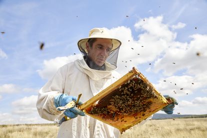El poder del insecto más fascinante del mundo 6 Casado extrae cuadros repletos de miel. A causa de la varroa y otros contratiempos, en los últimos años ha perdido unas 150 colmenas de las 300 que tenía. Según la época, en cada colmena pueden vivir entre 30.000 y 80.000 abejas. El apicultor afirma que seguirá en la brecha: “Me apasiona y doy gracias por haber descubierto este mundo”.
