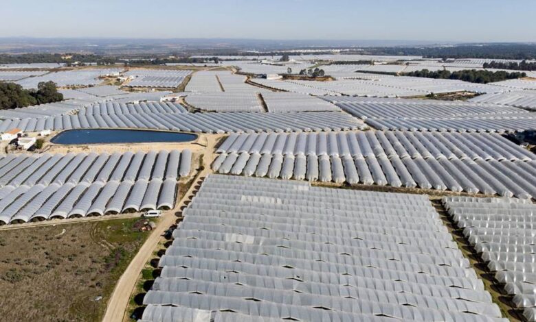 WWF calcula que en Daimiel, Doñana, mar Menor y Arenales se riegan de forma ilegal 88.000 hectáreas 1 1634667913 WWF calcula que en Daimiel Donana mar Menor y Arenales