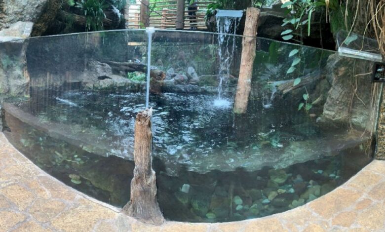 Demandan a acuario tras presunto ataque de una nutria gigante contra un niño 1 1634876102 Demandan a acuario tras presunto ataque de una nutria gigante