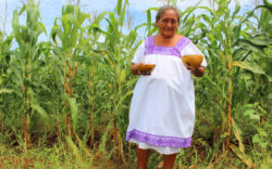 Tierra e igualdad: Por el reconocimiento de los derechos agrarios de las mujeres 4 1635377720 617 Tierra e igualdad Por el reconocimiento de los derechos agrarios