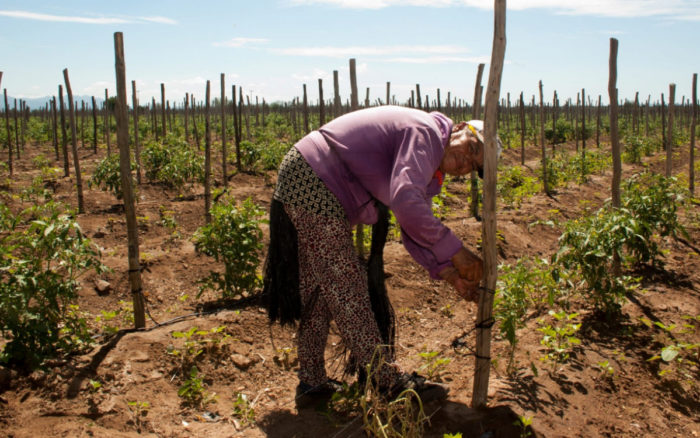 Tierra e igualdad: Por el reconocimiento de los derechos agrarios de las mujeres 1 1635377726 Tierra e igualdad Por el reconocimiento de los derechos agrarios