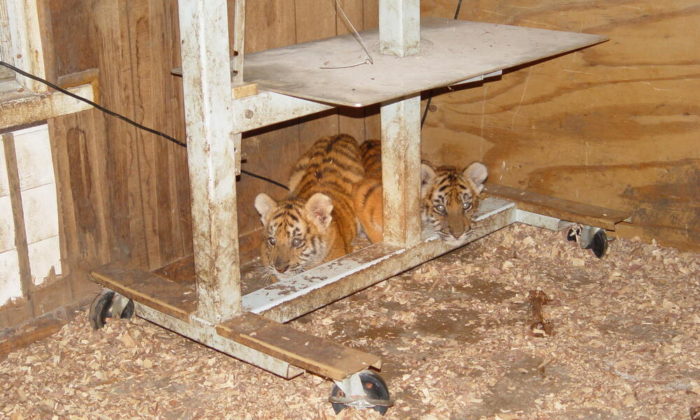 Presentan iniciativa para impedir la compra de felinos silvestres como animales de compañía 2 Presentan iniciativa para impedir la compra de felinos silvestres como