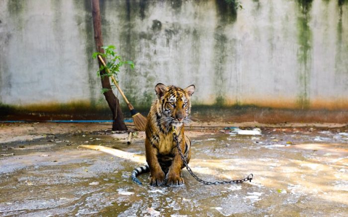 Presentan iniciativa para impedir la compra de felinos silvestres como animales de compañía 1 Presentan iniciativa para impedir la compra de felinos silvestres como