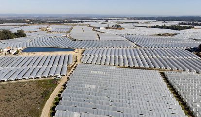 WWF calcula que en Daimiel, Doñana, mar Menor y Arenales se riegan de forma ilegal 88.000 hectáreas 2 Cultivos en invernaderos de plástico en el entorno de Doñana.