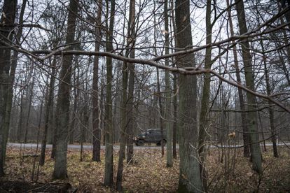 Cuatro sirios escondidos en el hoyo de un bosque polaco: “Todo lo que quiero es llegar a Alemania” 3 Un vehículo militar patrulla el bosque de Bialowieza.